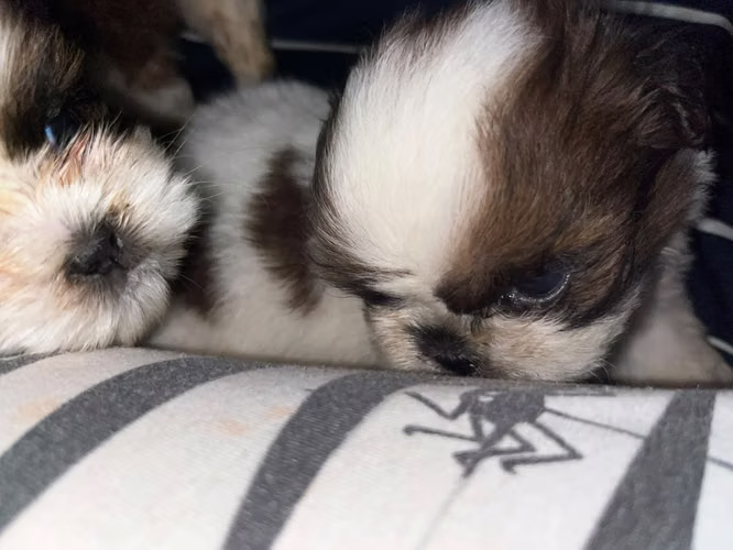 Shih Tzu hembra reservar la tuya - Imagen 2