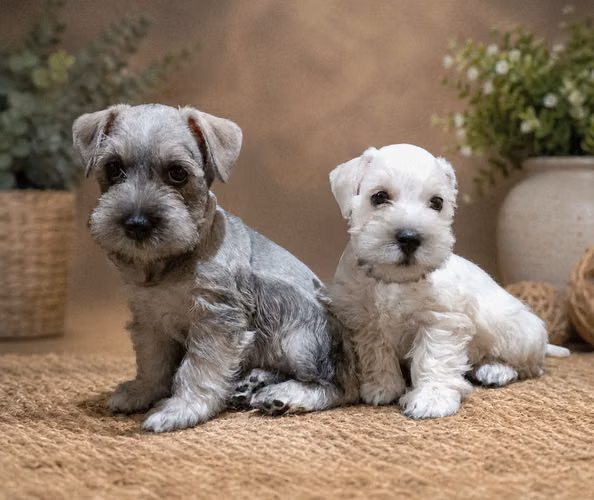 Schnauzer mini salpimienta HEMBRA