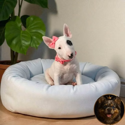 Bull Terrier - Imagen 7