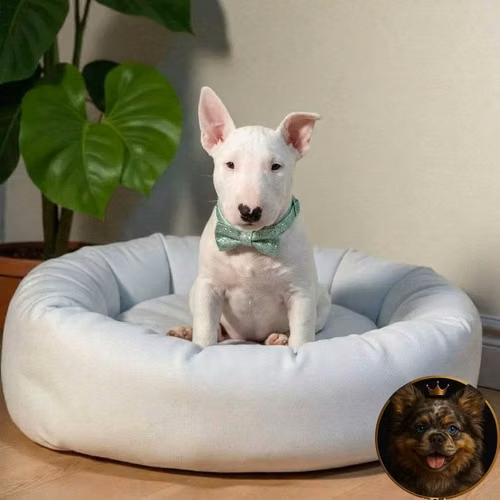 Bull Terrier - Imagen 5