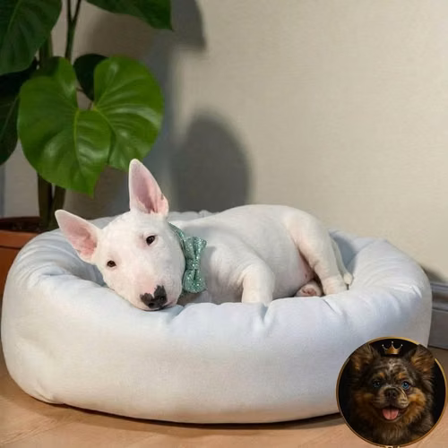 Bull Terrier - Imagen 6