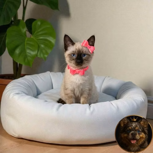 Gatos Siamés - Imagen 3