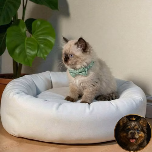 Gatos Himalayo - Imagen 5