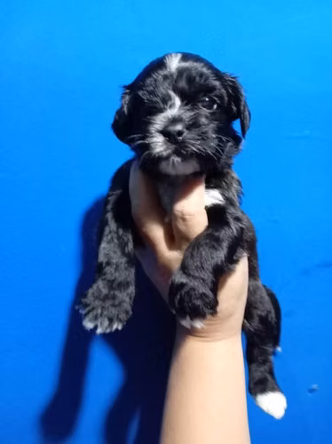 Se venden maltes - Imagen 3