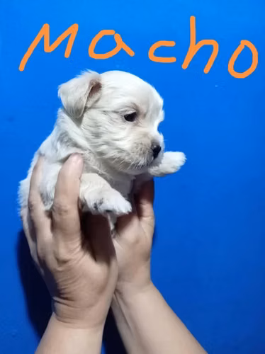 Se venden maltes - Imagen 5