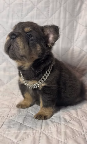 Bulldog Francés ( Fluffy) Big Rope - Imagen 1