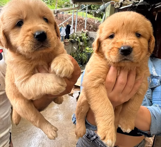 Goldens hermosos listos para entregar