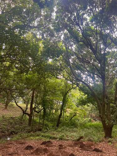 FINCA PRODUCTIVA CON AGUA POTABLE — Jesús María, San Mateo, Alajuela - Imagen 8