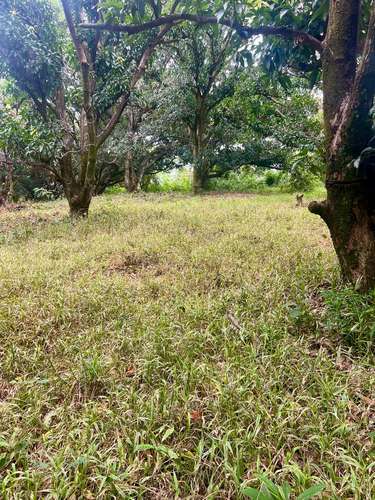 FINCA PRODUCTIVA CON AGUA POTABLE — Jesús María, San Mateo, Alajuela - Imagen 2