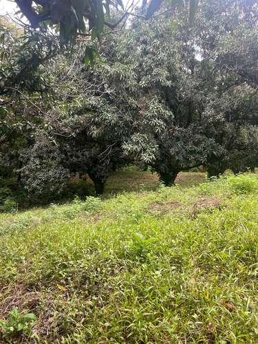 FINCA PRODUCTIVA CON AGUA POTABLE — Jesús María, San Mateo, Alajuela - Imagen 4