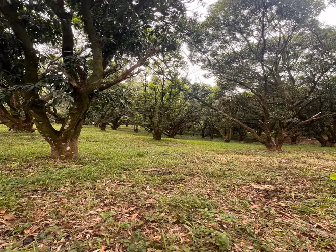 FINCA PRODUCTIVA CON AGUA POTABLE — Jesús María, San Mateo, Alajuela