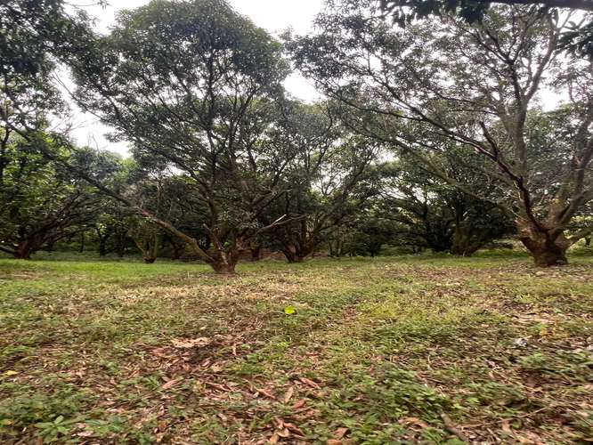FINCA PRODUCTIVA CON AGUA POTABLE — Jesús María, San Mateo, Alajuela - Imagen 11