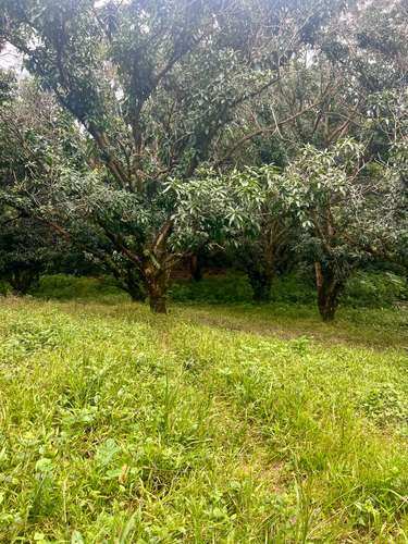 FINCA PRODUCTIVA CON AGUA POTABLE — Jesús María, San Mateo, Alajuela - Imagen 7