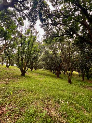 FINCA PRODUCTIVA CON AGUA POTABLE — Jesús María, San Mateo, Alajuela - Imagen 3