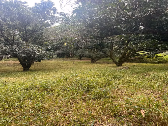 FINCA PRODUCTIVA CON AGUA POTABLE — Jesús María, San Mateo, Alajuela