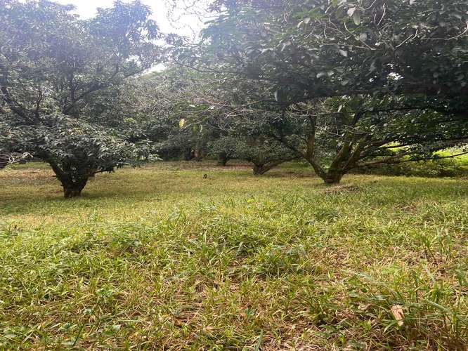 FINCA PRODUCTIVA CON AGUA POTABLE — Jesús María, San Mateo, Alajuela - Imagen 6