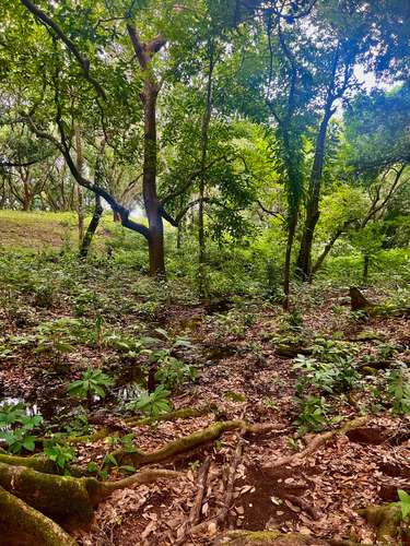 FINCA PRODUCTIVA CON AGUA POTABLE — Jesús María, San Mateo, Alajuela - Imagen 5