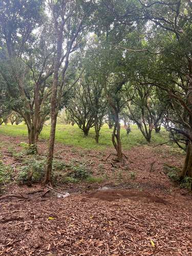 FINCA PRODUCTIVA CON AGUA POTABLE — Jesús María, San Mateo, Alajuela - Imagen 10