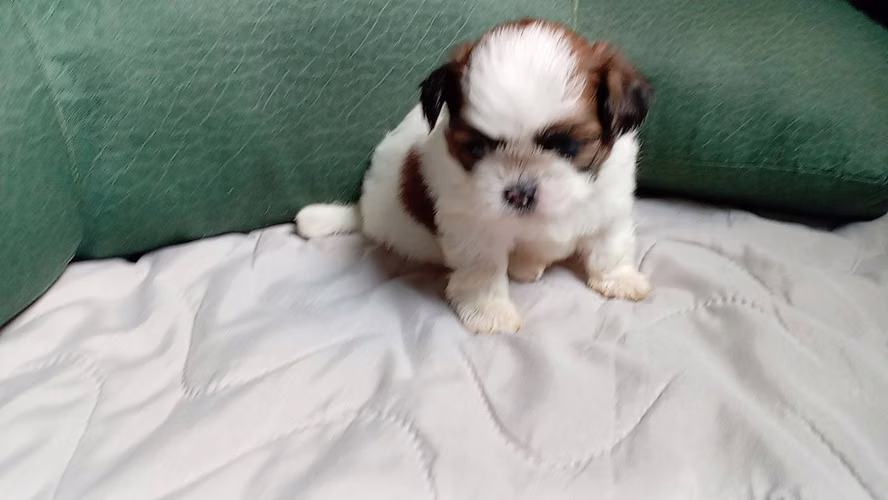 Shitzu