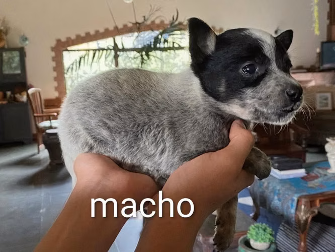 Pastores australianos