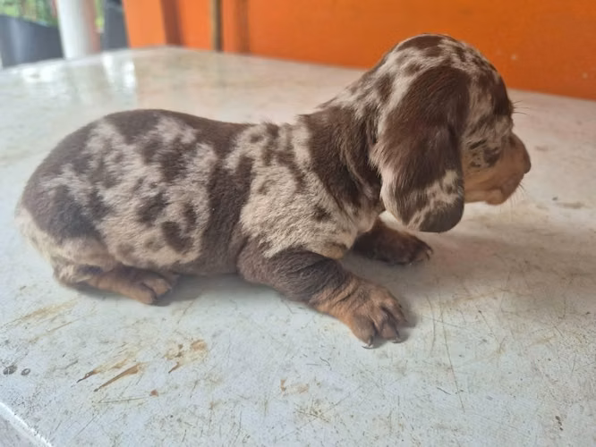 Salchichas Piebald