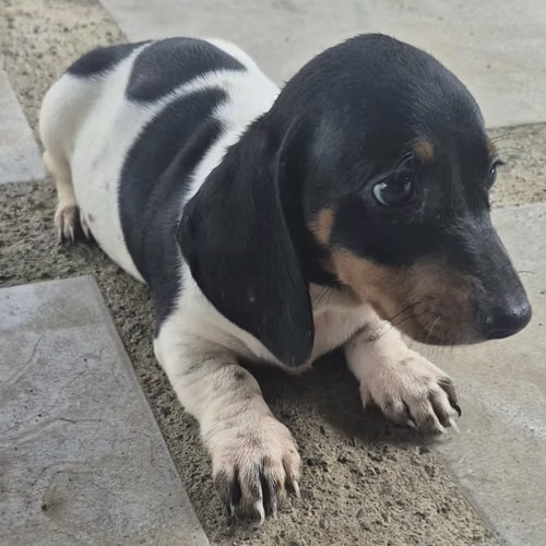 Salchichas Piebald