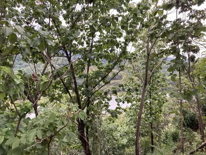 Se vende 1,009 m2 circa de la ruta 27 en Atenas - Imagen 6
