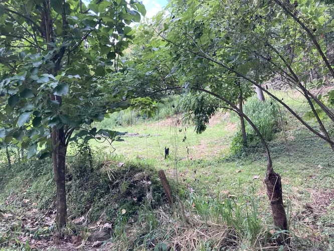 Muy linda finca a la venta en Balsa de Atenas - Imagen 4