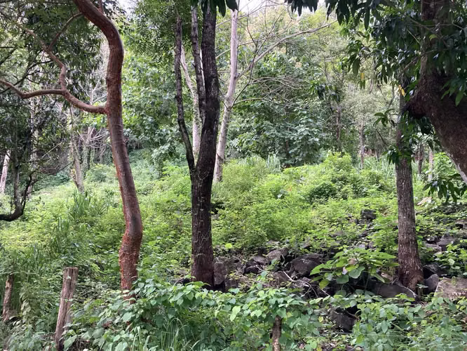 Muy linda finca a la venta en Balsa de Atenas - Imagen 9