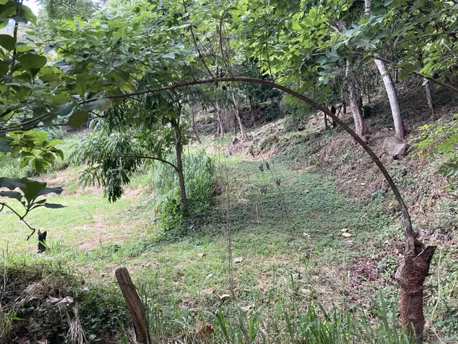Muy linda finca a la venta en Balsa de Atenas - Imagen 5