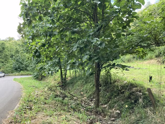 Muy linda finca a la venta en Balsa de Atenas - Imagen 7