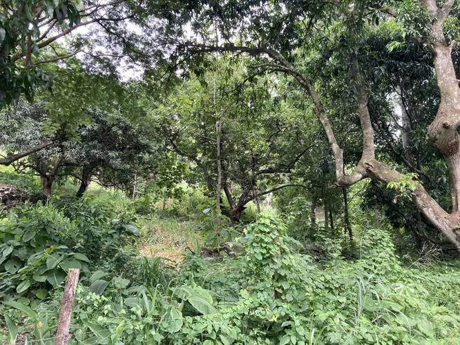 Muy linda finca a la venta en Balsa de Atenas - Imagen 8