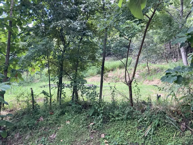 Muy linda finca a la venta en Balsa de Atenas - Imagen 6