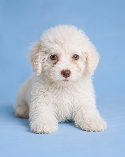 FRENCH POODLEE  MACHO/HEMBRA 2 MESES 27 DE AGOSTO 2026
