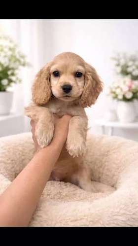 Cocker spaniel inglés MACHO/HEMBRA 2 MESES  27 OCTUBRE 2026