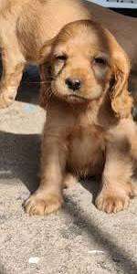 Cocker spaniel inglés MACHO/HEMBRA 2 MESES  27 OCTUBRE 2026