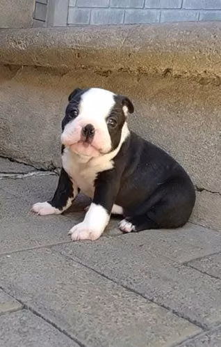 Boston terrier - Imagen 3