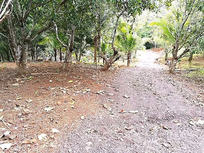 Venta finca Puntarenas Zagala - Imagen 2