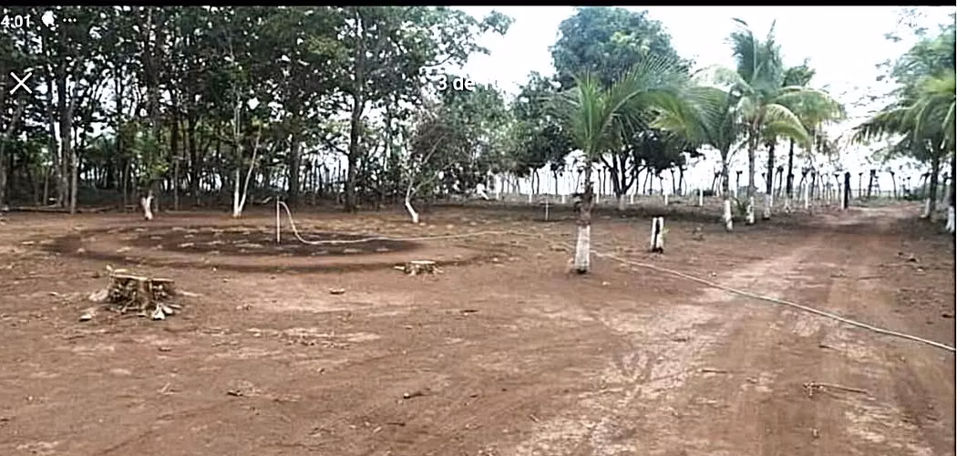 Venta finca Puntarenas Zagala - Imagen 12