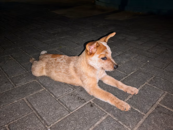 Cachorros Pastor Australiano - Imagen 2