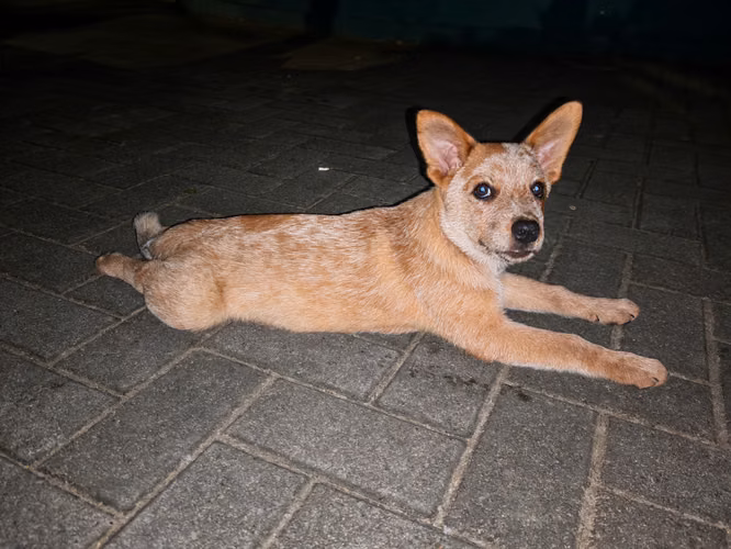 Cachorros Pastor Australiano - Imagen 1