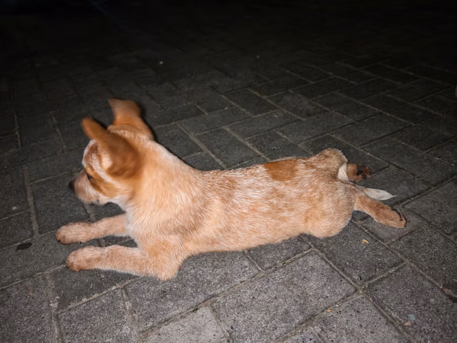Cachorros Pastor Australiano - Imagen 3