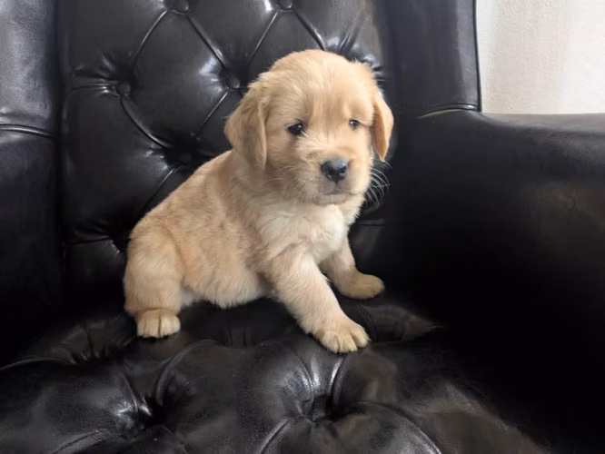 Hermosos cachorros