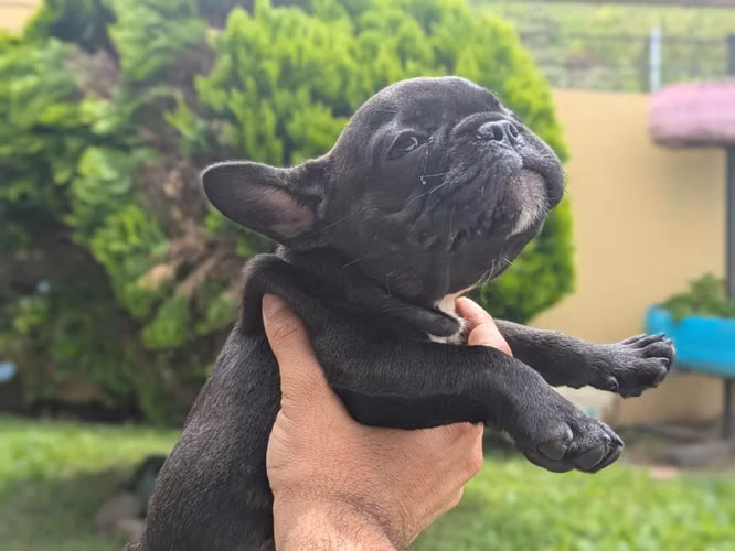 Hermosos cachorros