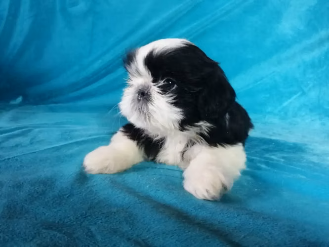 Shih Tzu  Machos