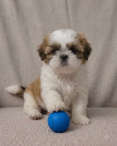 Shih Tzu  Machos