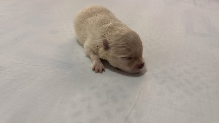 POMERANIA MINI