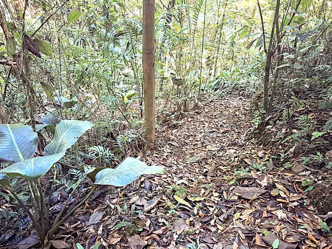 Se vende finca San Ramon San Lorenzo 45 mill colones GANGA