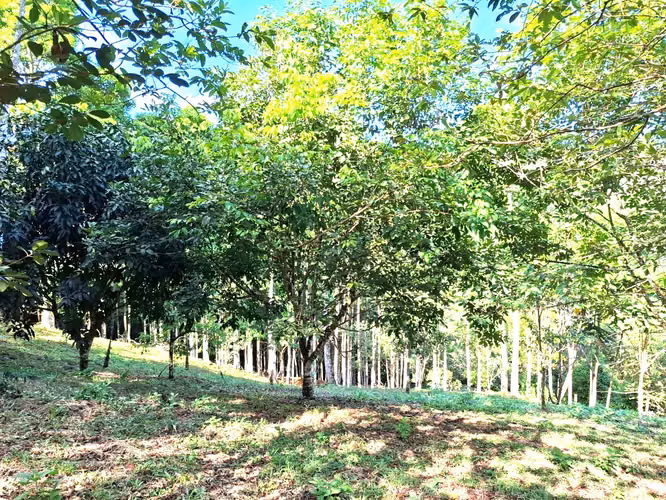 Se vende finca San Ramon San Lorenzo 45 mill colones GANGA - Imagen 2