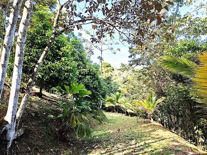 Se vende finca San Ramon San Lorenzo 45 mill colones GANGA - Imagen 7